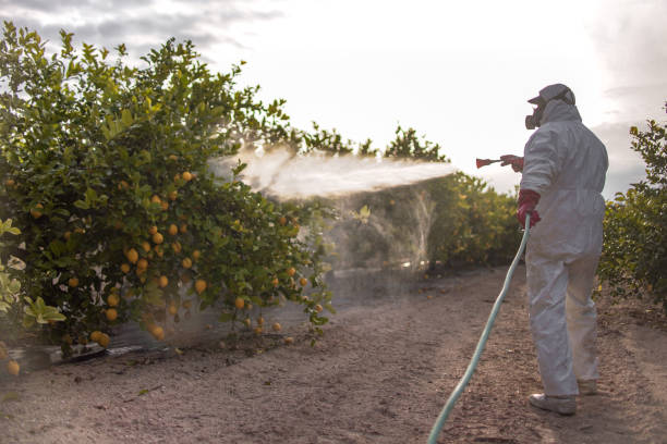 Best Affordable Pest Control Services  in Kouts, IN