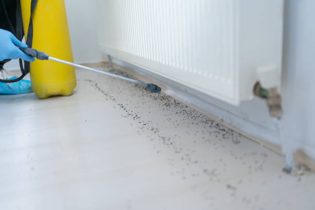 Best Pest Prevention Services  in Kouts, IN
